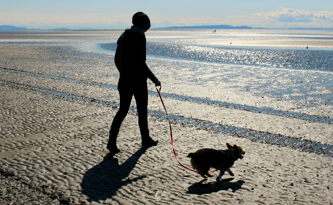 perro atado playa